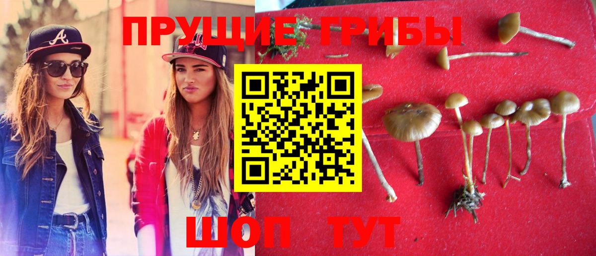 Псилоцибиновые грибы Psilocybe Владикавказ